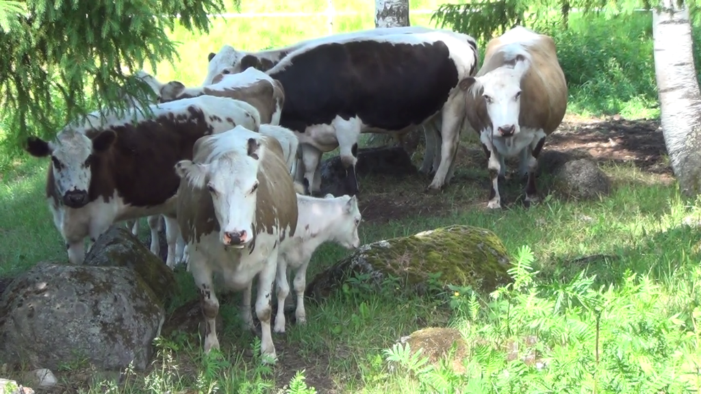 Etelän vetelät tutustuvat&nbsp;lehmiin