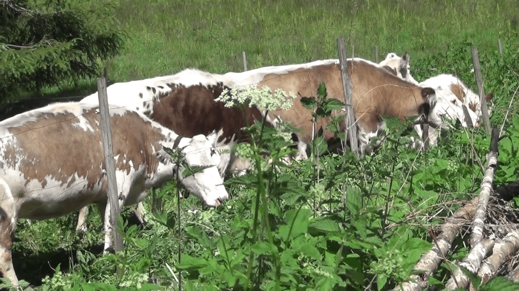 Kenttätutkimuskausi alkanut vilkkaasti