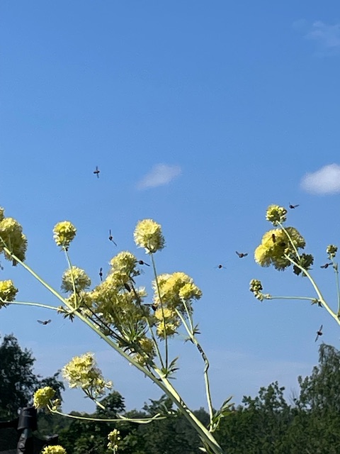 Slow picking – mitä tein kesällä